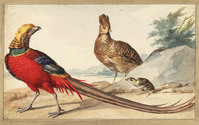 U 045
<br/>
Een goudfazant (Chrysolophus pictus)
<br/>
<em>Schouman, Aert (1710-1792)</em>